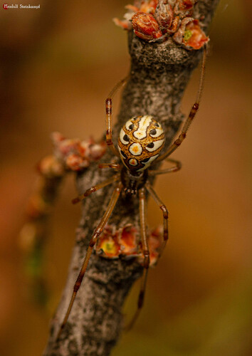 Brown widow