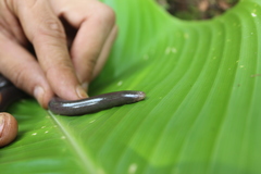 Amerotyphlops tycherus