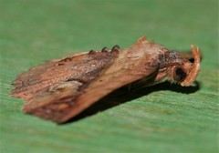 Lophoruza diversalis