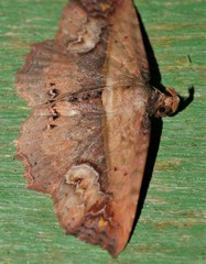 Lophoruza diversalis
