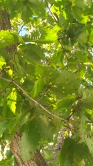 Quercus crispula