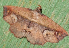 Lophoruza diversalis