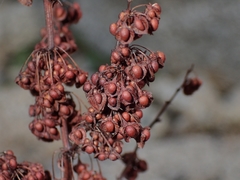 Rumex rupestris