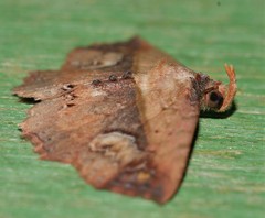 Lophoruza diversalis