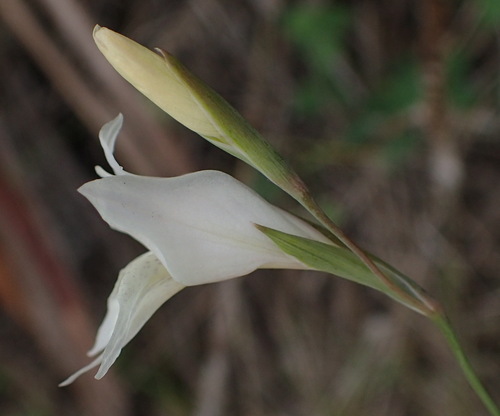 Image of Gladiolus vaginatus by (c) Nicola van Berkel, some rights reserved (CC BY-SA)