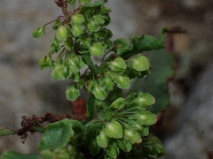 Rumex rupestris