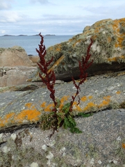 Rumex rupestris