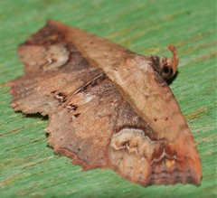 Lophoruza diversalis