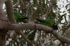 Barnardius zonarius zonarius