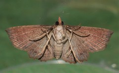 Lophoruza diversalis