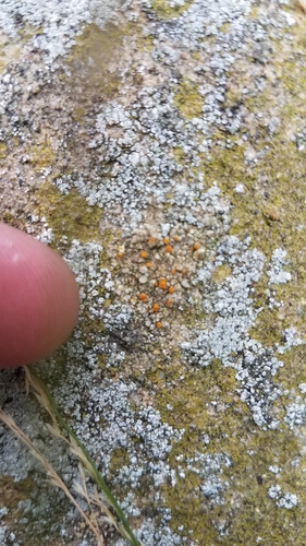 Caloplaca atroflava image