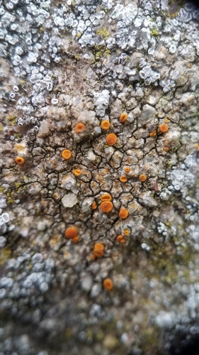 Caloplaca atroflava image