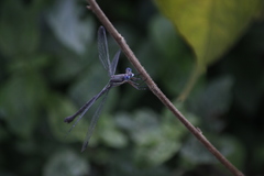 Archilestes