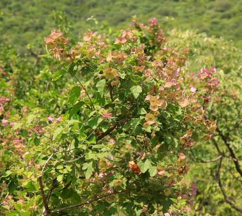 Image of Karomia speciosa by (c) Wynand Uys, some rights reserved (CC BY)