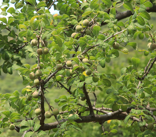 Image of Commiphora mollis by (c) Wynand Uys, some rights reserved (CC BY)