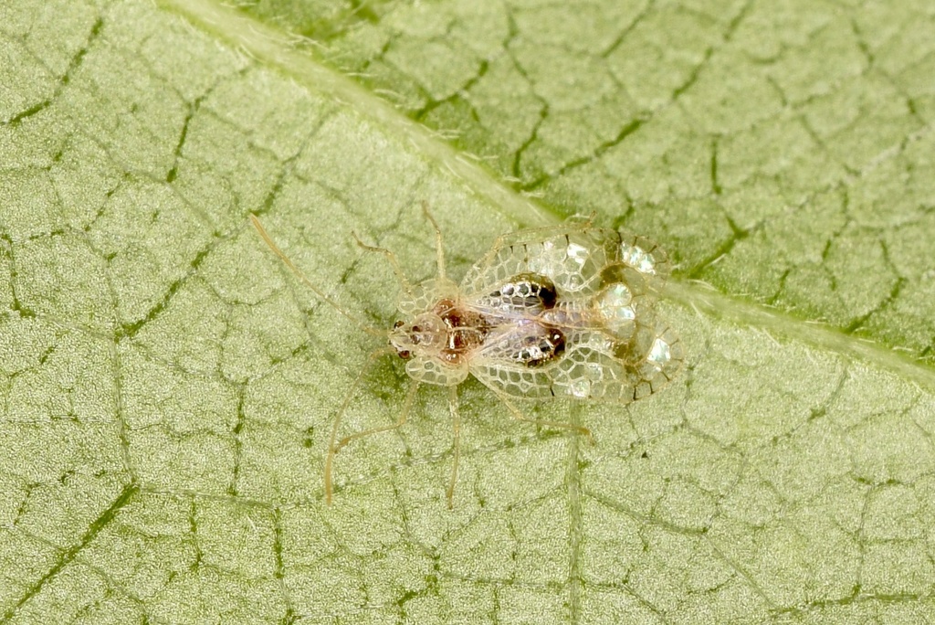 Stephanitis subfasciata in March 2023 by 桃子 · iNaturalist