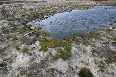 Ursinia tenuifolia