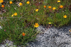 Ursinia tenuifolia