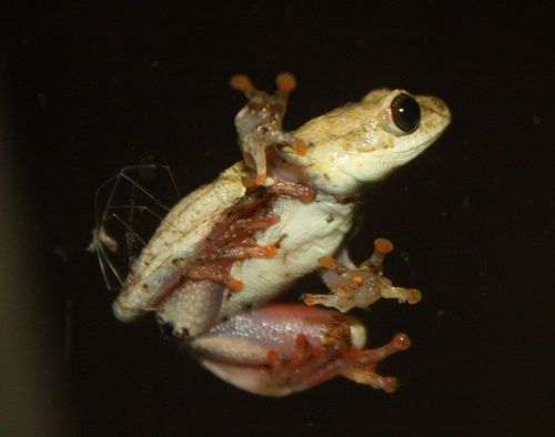 Hyperolius marmoratus