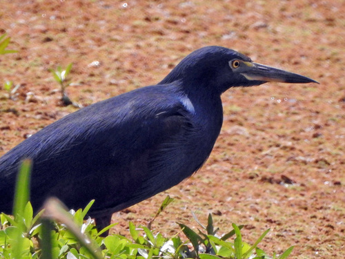 Rufous-bellied Heron