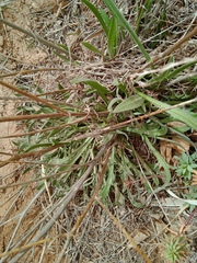 Catananche caerulea image