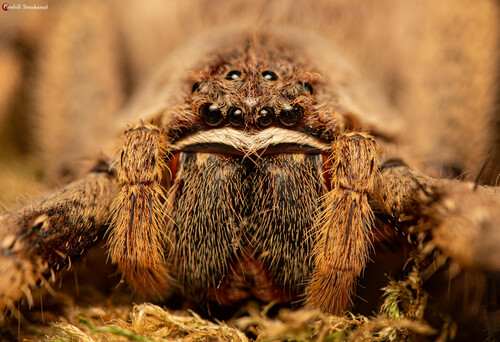 Common Rain Spider photo 5