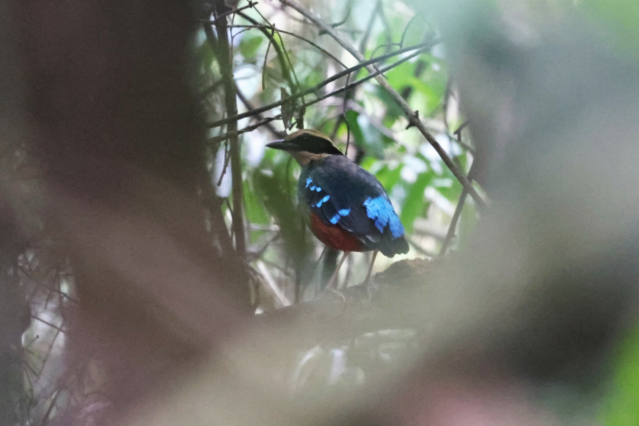 Green-breasted Pitta (Pitta reichenowi), photo 5