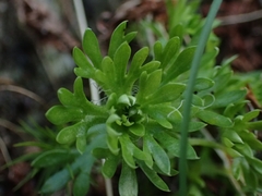 Saxifraga hypnoides