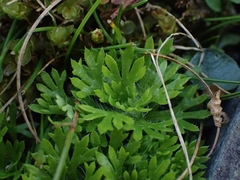 Saxifraga hypnoides
