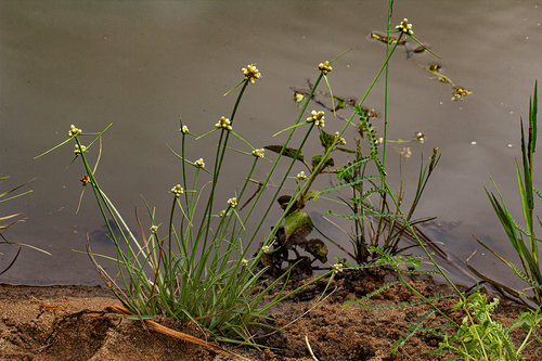 Lipocarpha chinensis image