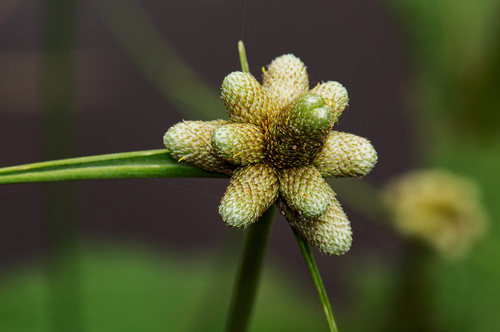 Lipocarpha chinensis image