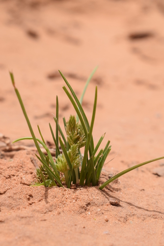 Ammochloa palaestina image