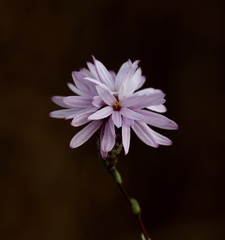 Lessingia arachnoidea