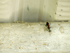 Chalybion japonicum