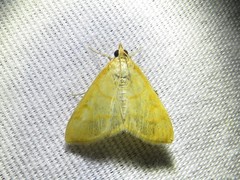 Helvibotys helvialis