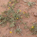 Anacyclus monanthos - Photo (c) hadjira-benmebarek, algunos derechos reservados (CC BY-NC)