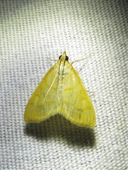 Helvibotys helvialis