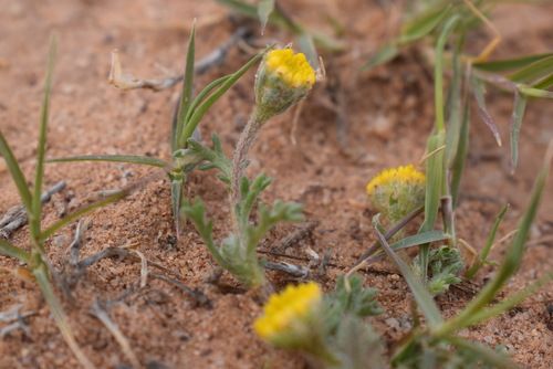 Anacyclus monanthos image