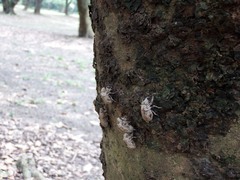 Chremistica ochracea