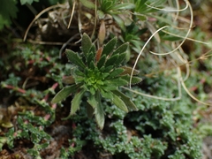 Draba incana