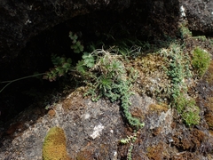 Draba incana
