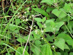 Alepidea cordifolia image