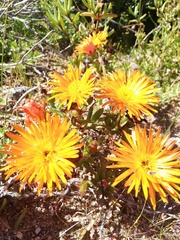 Lampranthus aureus