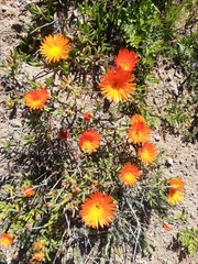 Lampranthus aureus
