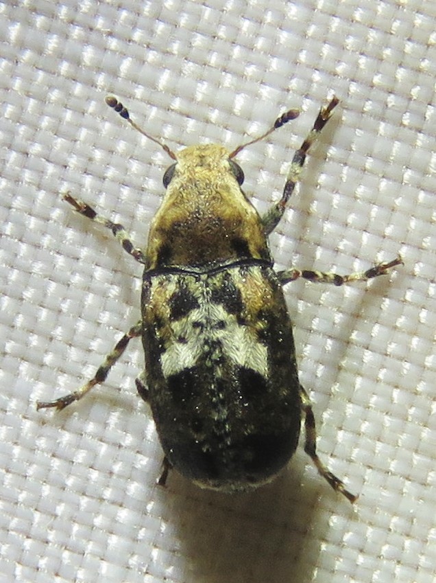 Rustic Fungus Weevil