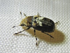 Euparius paganus