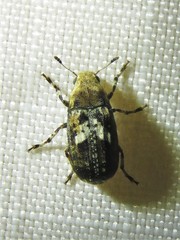 Euparius paganus