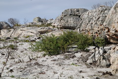 Asparagus rubicundus