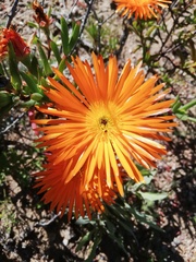 Lampranthus aureus
