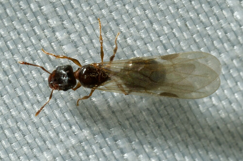 Navigating Big-headed Ant photo 4